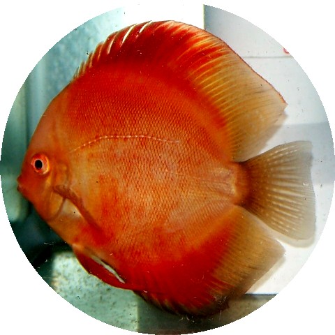 Red Virgin Discus Fish 5-6 inch Red Virgin Discus Fish 5-6 inch
